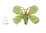 Jade Butterfly Brooch 14K Yellow
