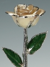 Pearl White Rose Platinum