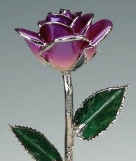 Purple Rose Platinum